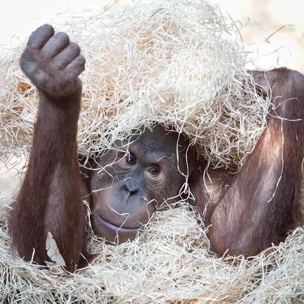 Schattig orang-oetan verstopt onder hooi — Stockfoto