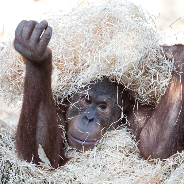 Lindo orangután escondido bajo el heno — Foto de Stock