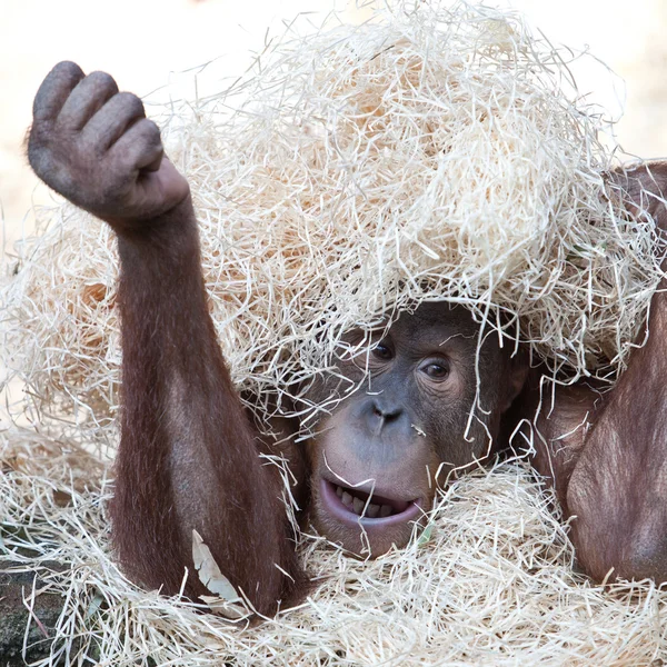 Roztomilý orangutan skrývá pod seno — Stock fotografie