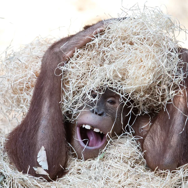 Orangotango bonito escondido sob feno — Fotografia de Stock