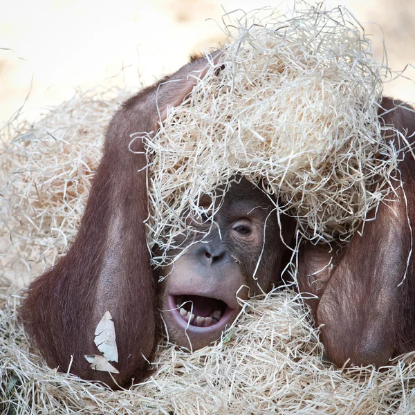 Sevimli orangutan saman altında gizleme — Stok fotoğraf