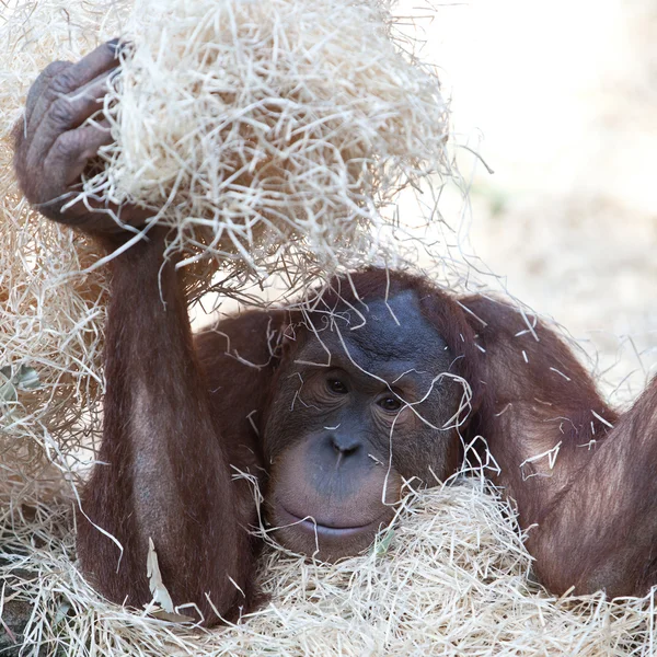 Ładny orangutan ukrywa się pod siana — Zdjęcie stockowe