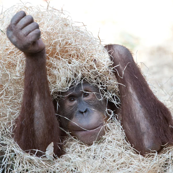 Carino orango nascosto sotto il fieno — Foto Stock