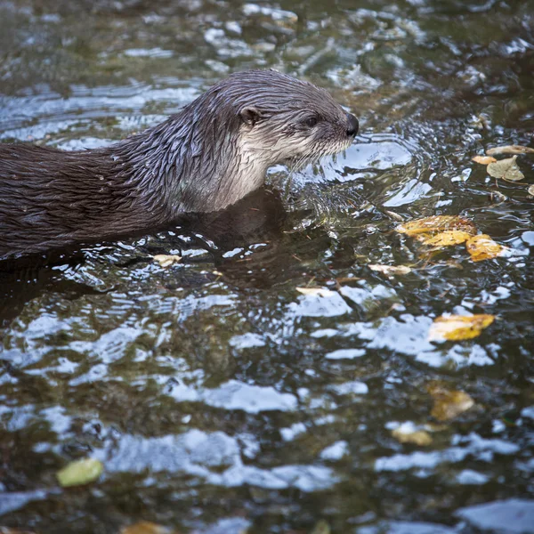 Otter - the cutest european mammal — Stock Photo, Image