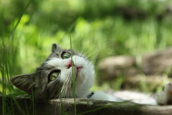 Cute kitty kat buiten — Stockfoto