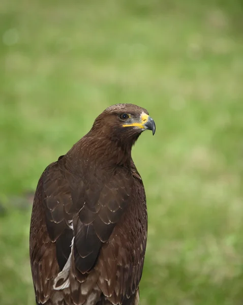 Brown eagle — Stock Photo, Image