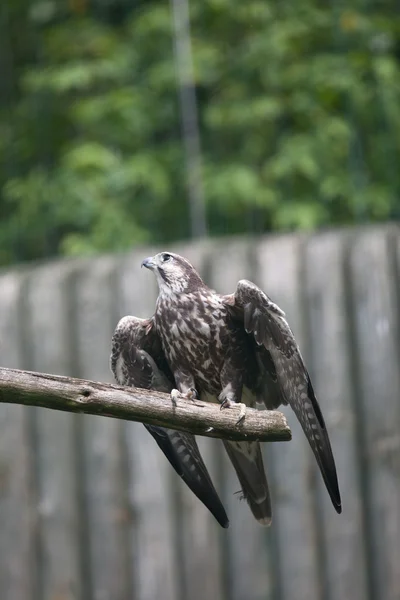 Falco addestrato — Foto Stock