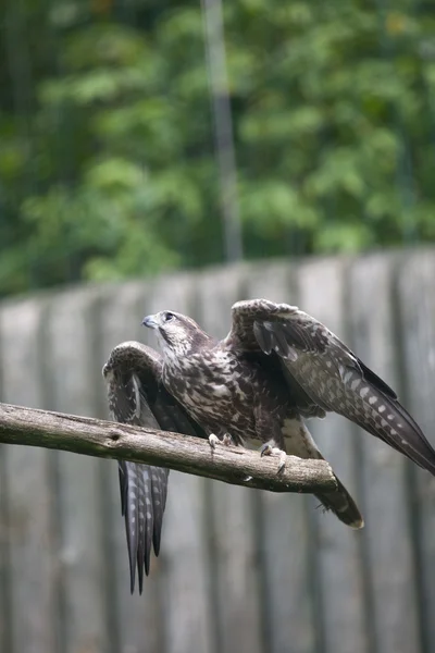 Falco addestrato — Foto Stock