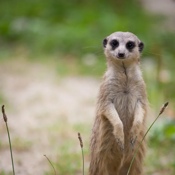 Άγρυπνο meerkat στέκεται φρουρός — Φωτογραφία Αρχείου