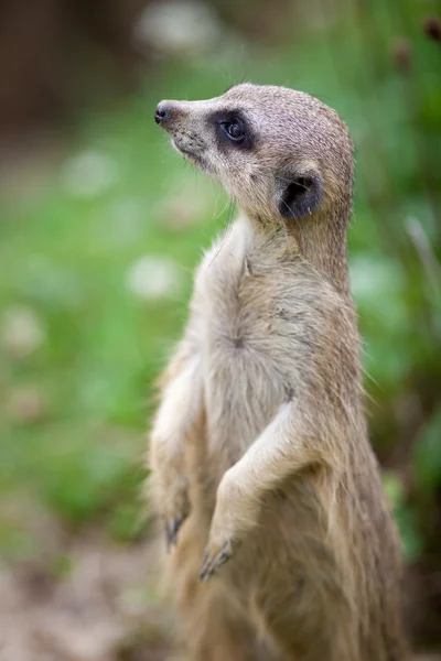 Tetikte meerkat nöbet — Stok fotoğraf