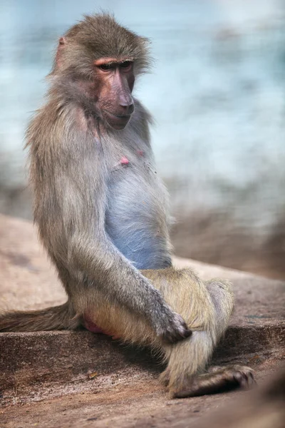 Maymun (Simia hamadrya) — Stok fotoğraf