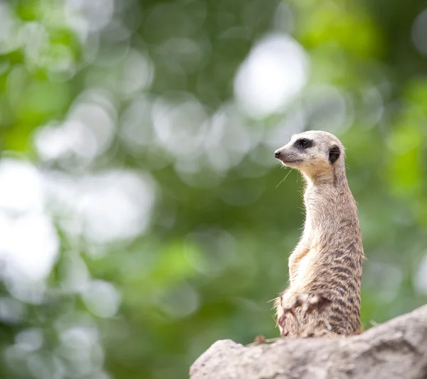 Waakzaam meerkat staande guard — Stockfoto