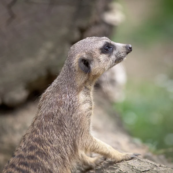 Guarda de pé meerkat vigilante — Fotografia de Stock