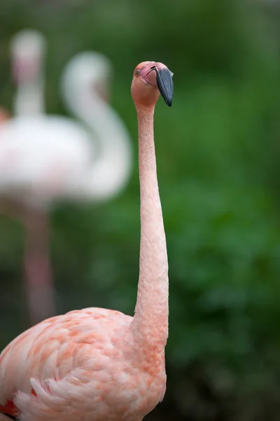 粉红色的火烈鸟 — 图库照片