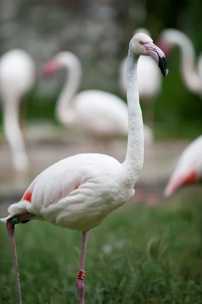 Pink Flamingos — Stock Photo, Image