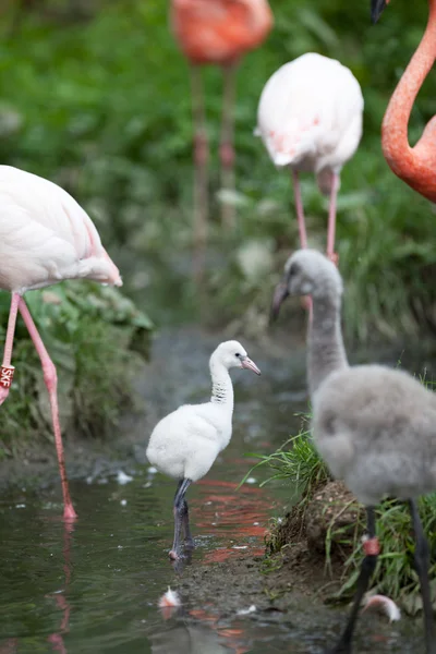 Pink Flamingos — Stock Photo, Image