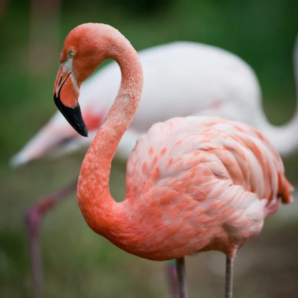 Pembe flamingolar — Stok fotoğraf