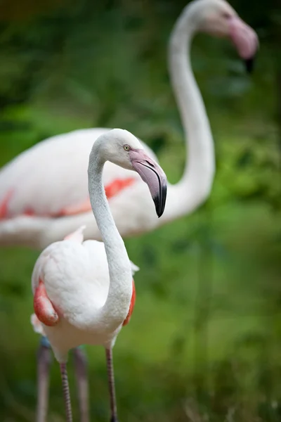 Różowe flamingi — Zdjęcie stockowe