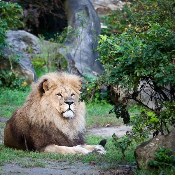 雄伟的狮子 — 图库照片