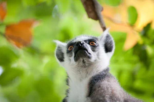 Lemur Kata (Lemur CATTA) — Zdjęcie stockowe