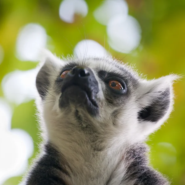 Lemur kata (Catta lemur) — Fotografia de Stock