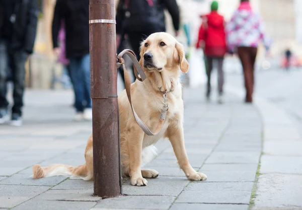 Lonely cute dog waiting patiently for his master on a city stree — Stock Photo, Image