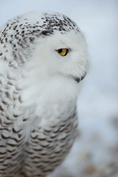 Snowy owl (Bubo scandiacus) — Stock Photo, Image