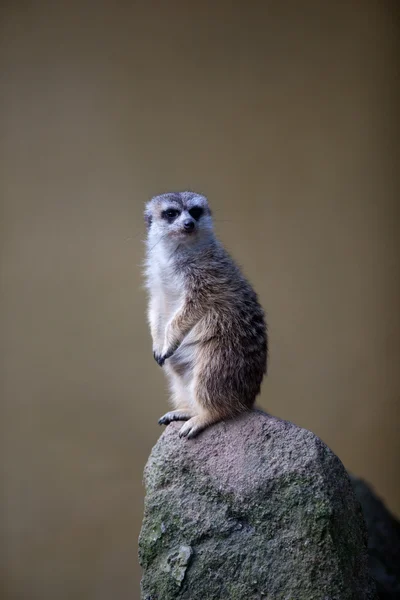 Czujny meerkat stały straży — Zdjęcie stockowe