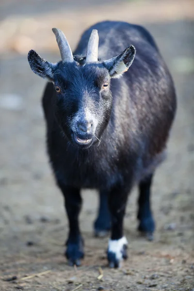 Cabra negra — Foto de Stock