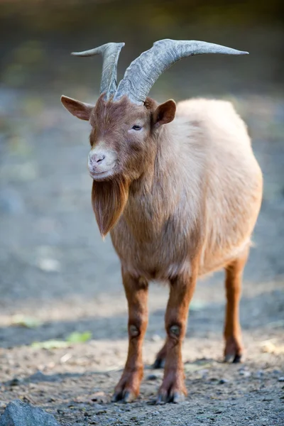 Chèvre rouge — Photo