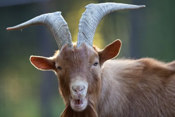 Červený koza — Stock fotografie