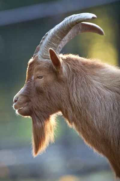 Red goat — Stock Photo, Image