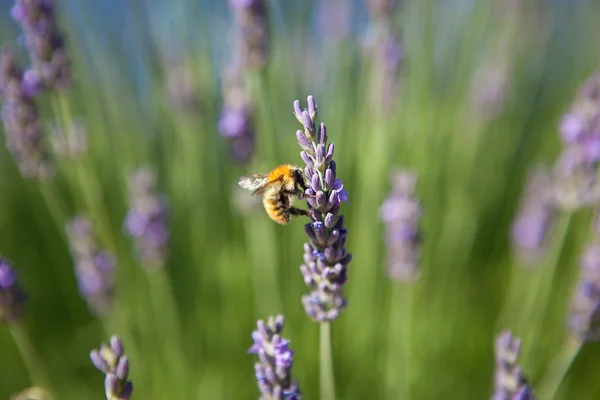 Lavendel - honingbij op lavendel in de provence — Stockfoto