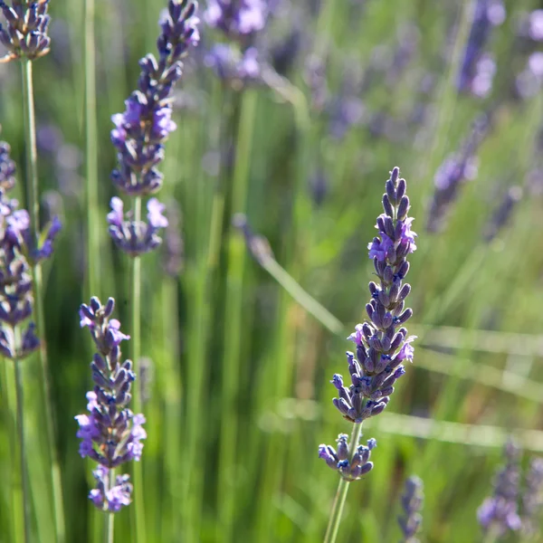 Lavendel — Stockfoto