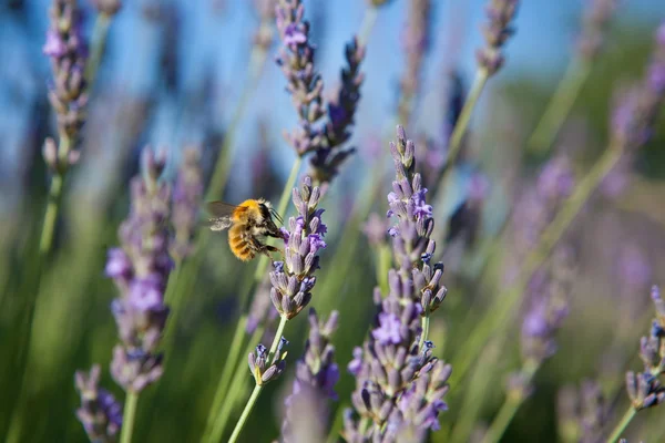 Лаванда - пчела на лаванде в Провансе — стоковое фото