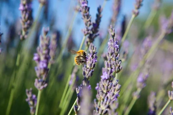 Лаванда - пчела на лаванде в Провансе — стоковое фото