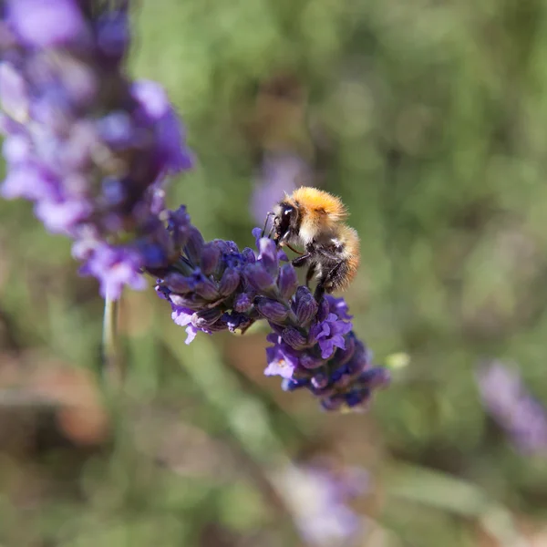 Lavanda - abelha de mel em lavanda em Provence — Fotografia de Stock
