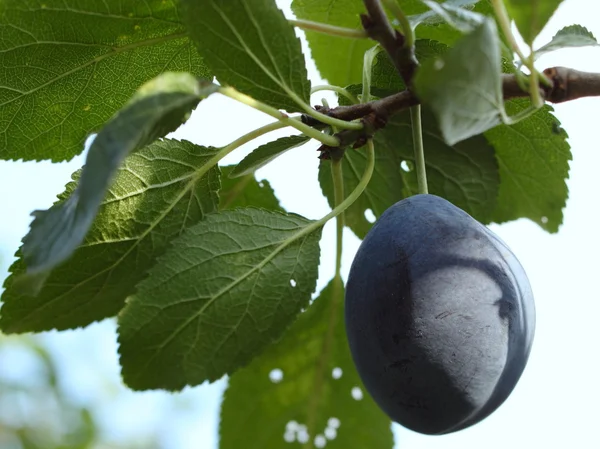 Pruimen - fruit op de boom in een boomgaard — Stockfoto