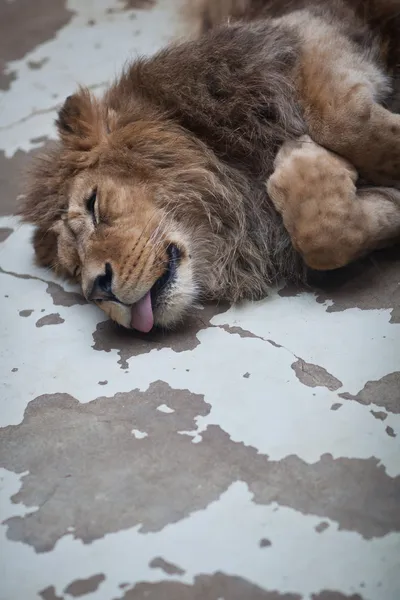 León durmiente — Foto de Stock