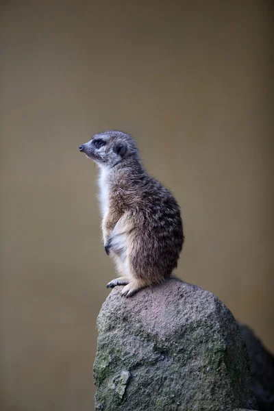 Vigilant meerkat debout garde — Photo