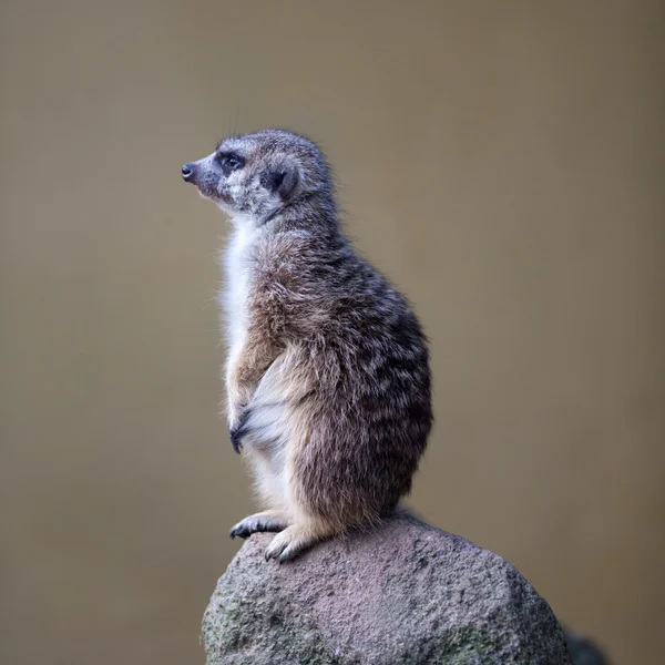 Vigilant meerkat debout garde — Photo