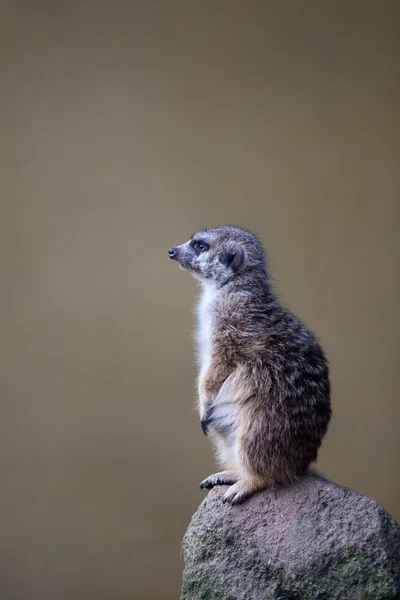 Άγρυπνο meerkat στέκεται φρουρός — Φωτογραφία Αρχείου