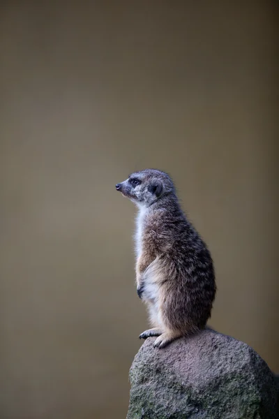 Waakzaam meerkat staande guard — Stockfoto