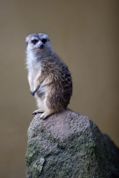 Watchful meerkat standing guard — Stock Photo, Image