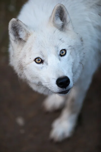 Lobo ártico (Canis lupus arctos) também conhecido por Lobo Polar ou Lobo Branco - — Fotografia de Stock