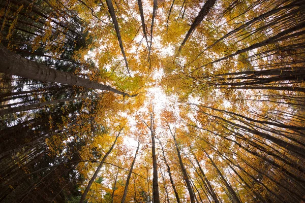 Sonbahar orman ağaç tepelerinin — Stok fotoğraf
