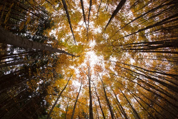 Φθινόπωρο δάσος treetops — Φωτογραφία Αρχείου