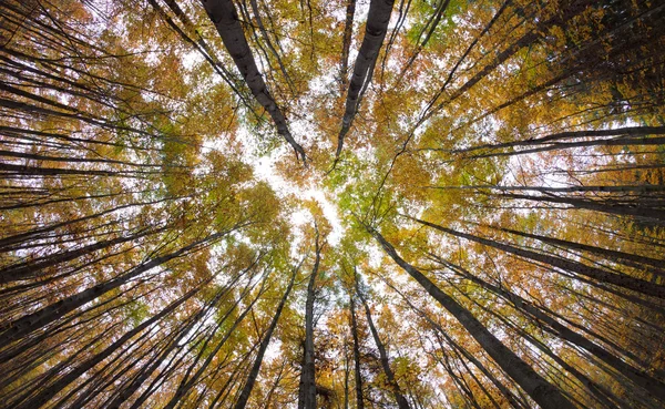 Autumn forest treetops — Stock Photo, Image