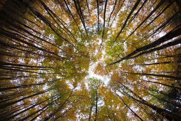 Cime des arbres de la forêt d'automne — Photo