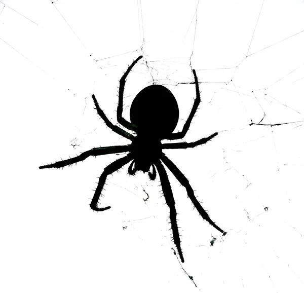 Spindel - svart spindel isolerad på vit bakgrund — Stockfoto